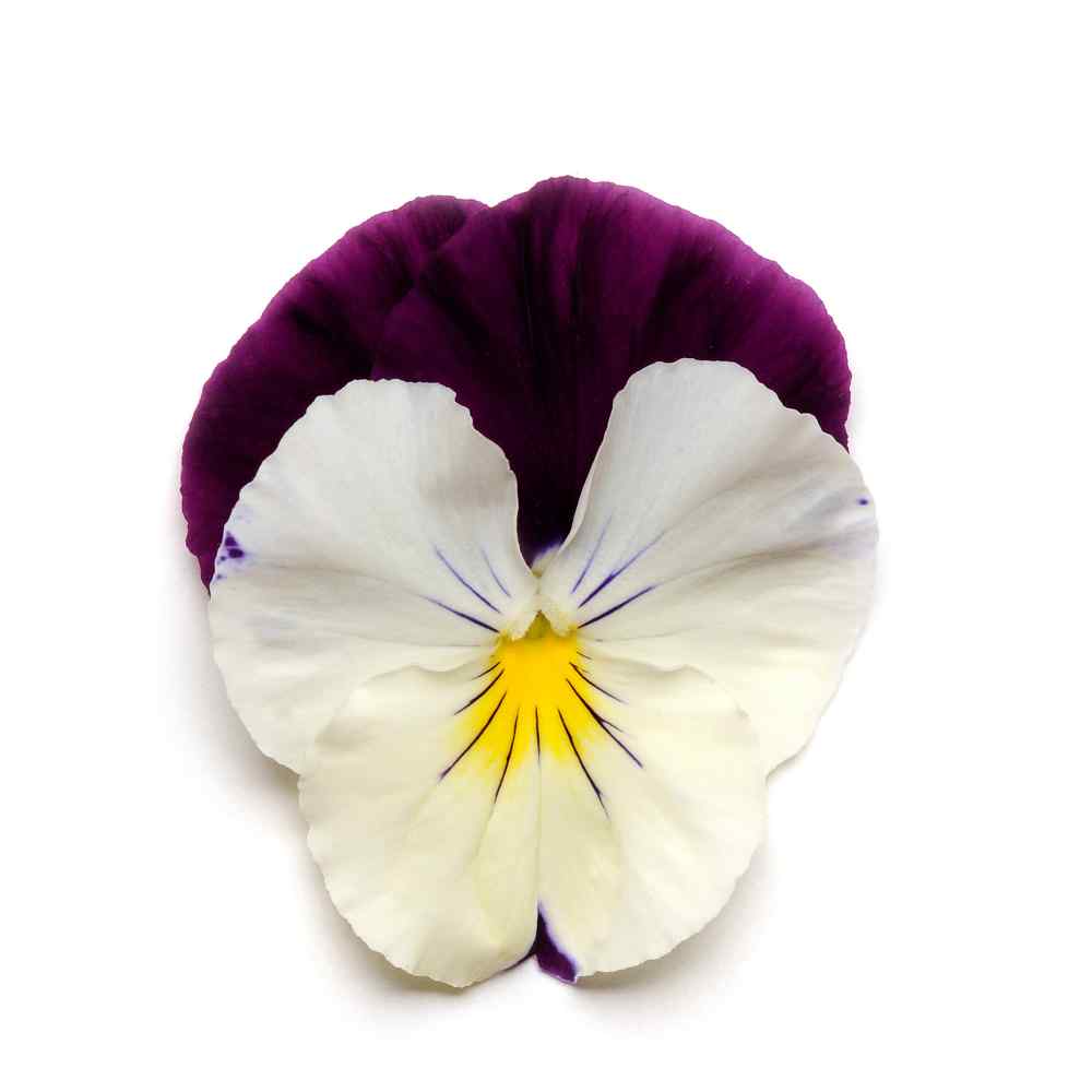 Viola Cool Wave Violet Wing Flower