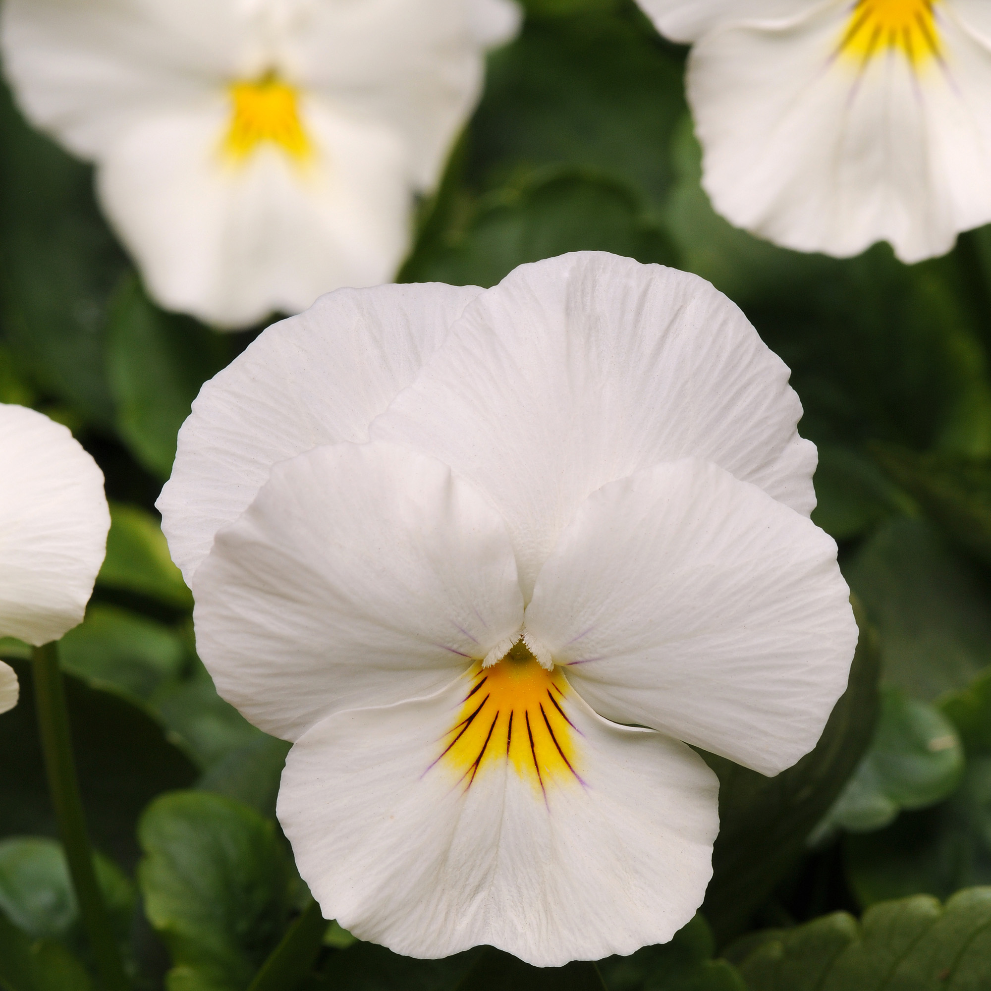 Pansy Cool Wave White