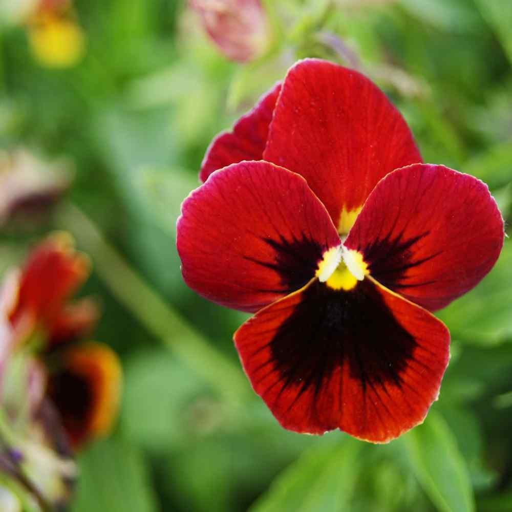 pansy seeds - flame giant pansy flower seed
