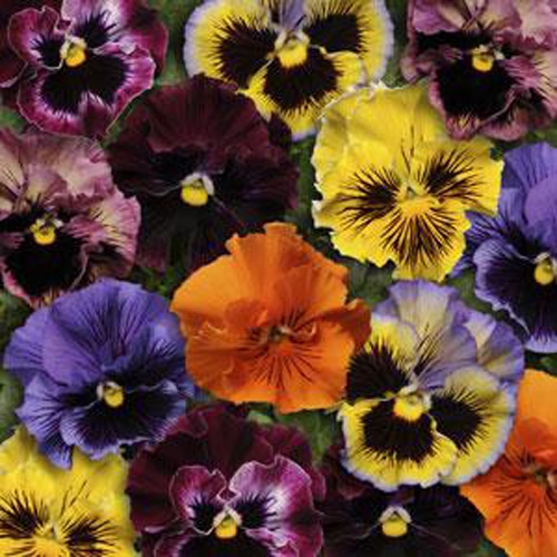 Pansy Cats Mixed 20 Seeds
