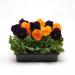 Pansy Halloween Black and Orange