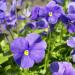 Viola Clear Crystals Light Blue Flowers