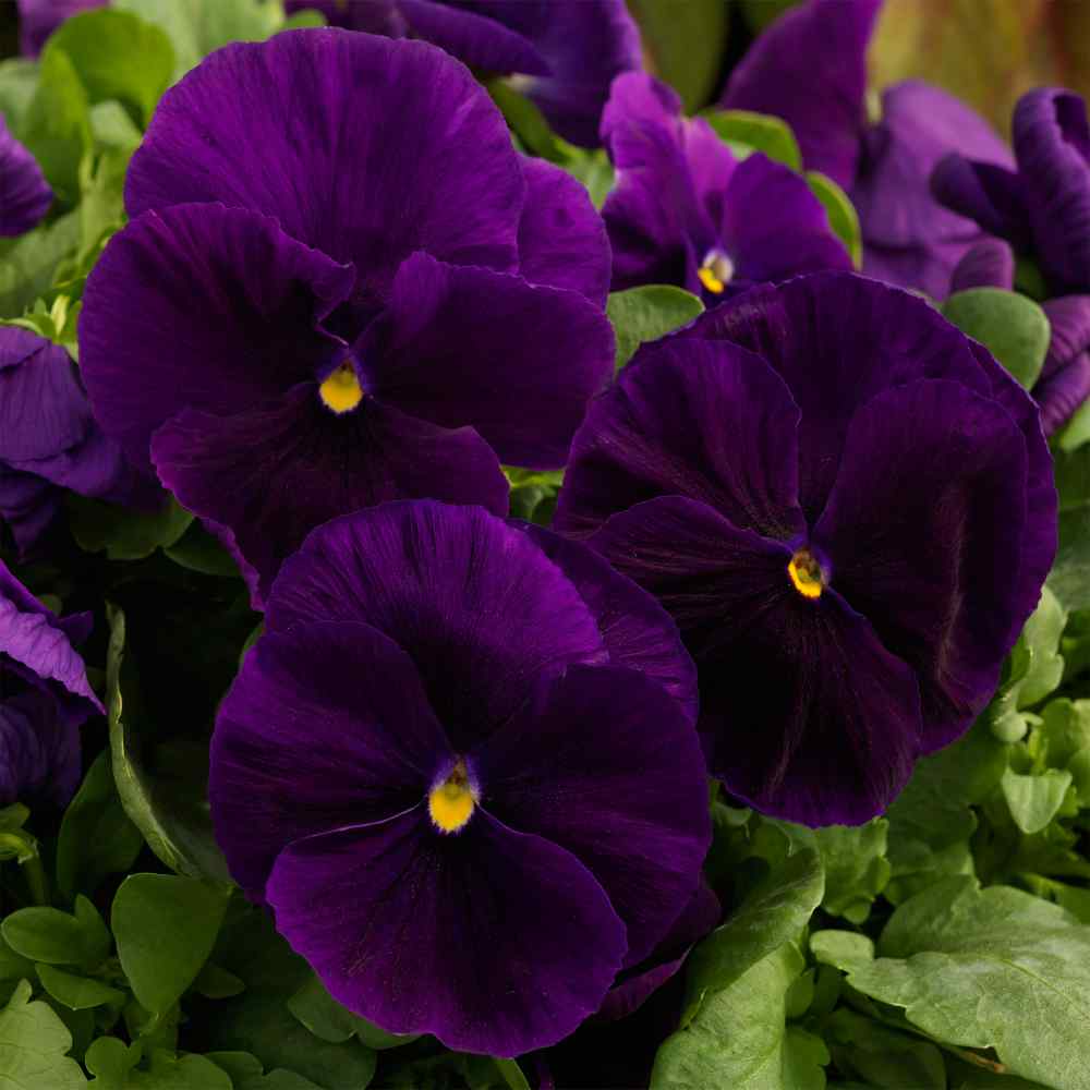 Pansy Seeds - Pansy Majestic Clear Purple Flowers