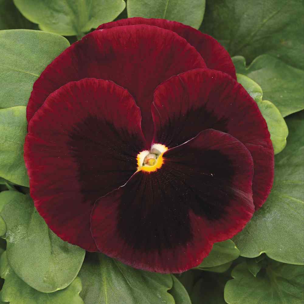 Pansy Mammoth Big Red