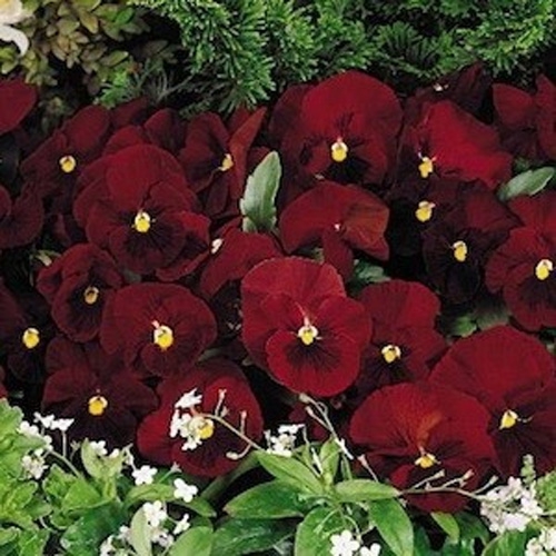 Pansy Red Flowers