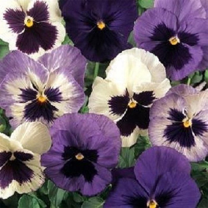 Pansy Matrix Ocean Breeze Flower Mix