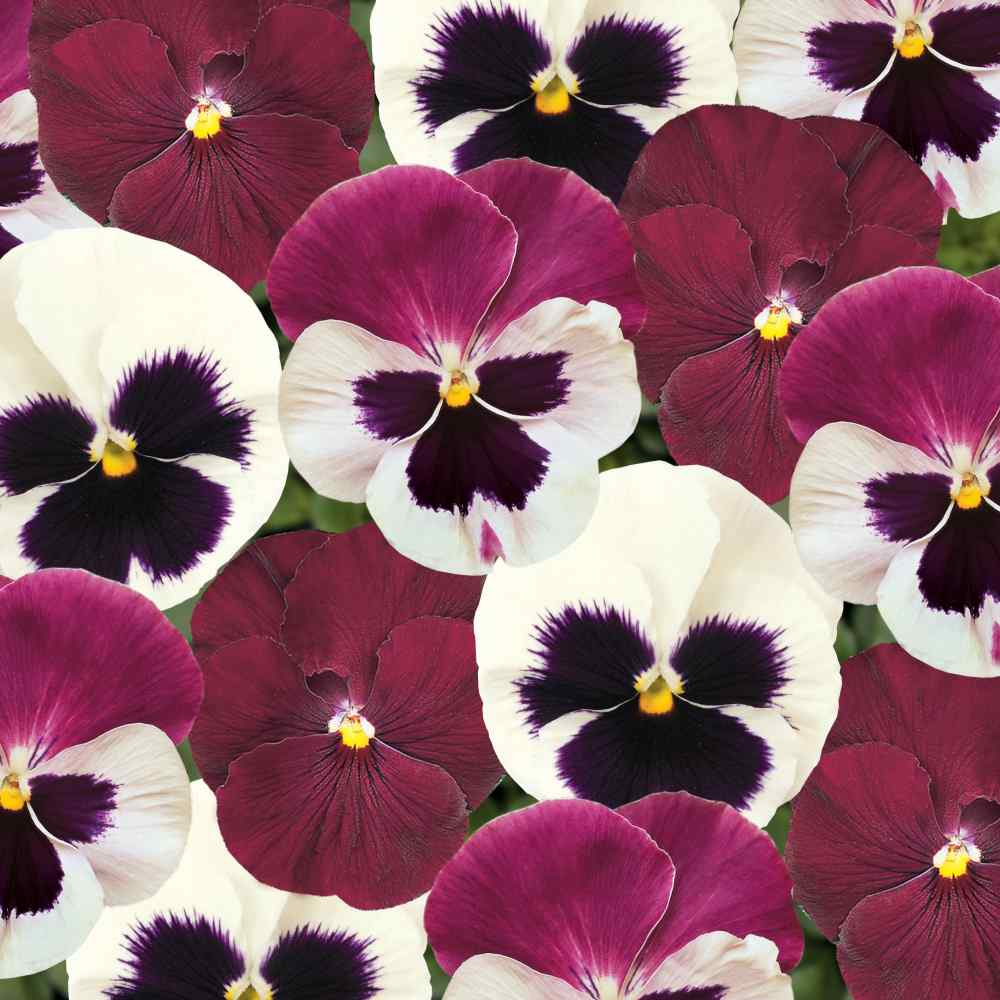 Pansy Matrix Raspberry Sundae Mix