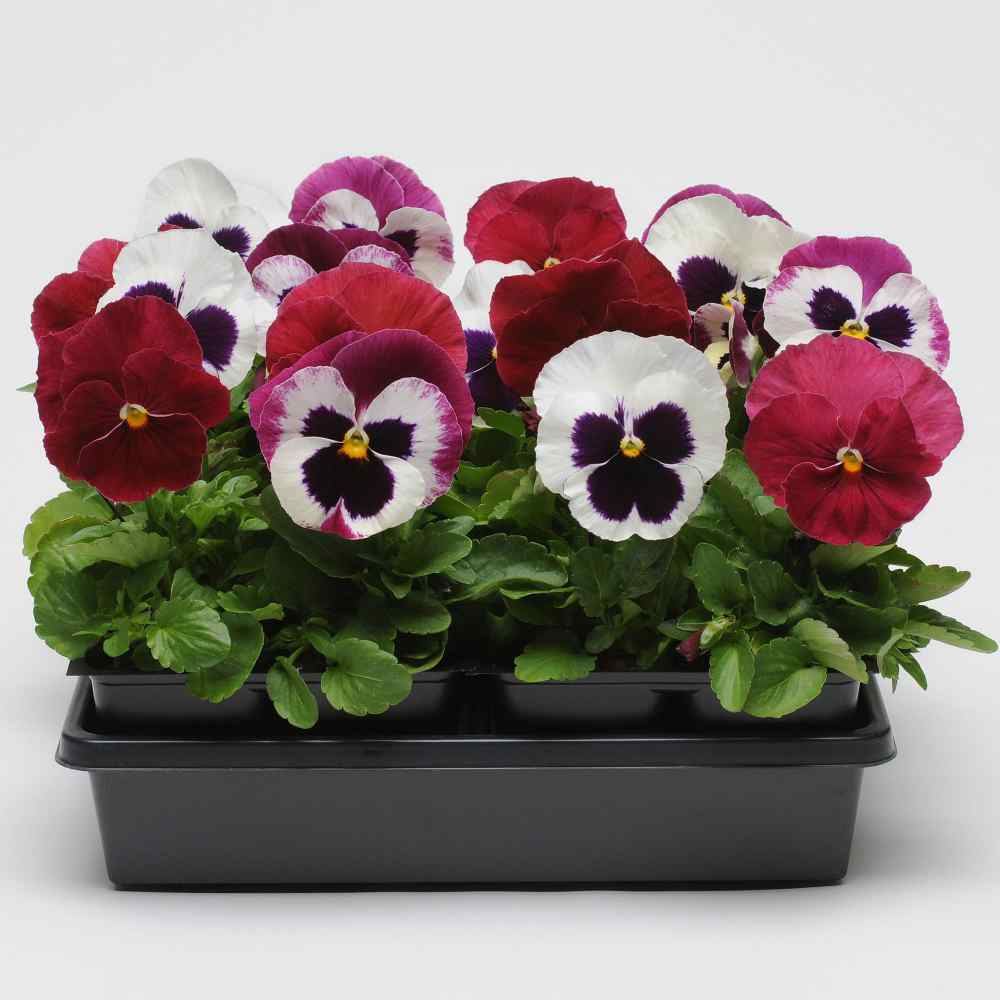 Pansy Raspberry Sundae Mix