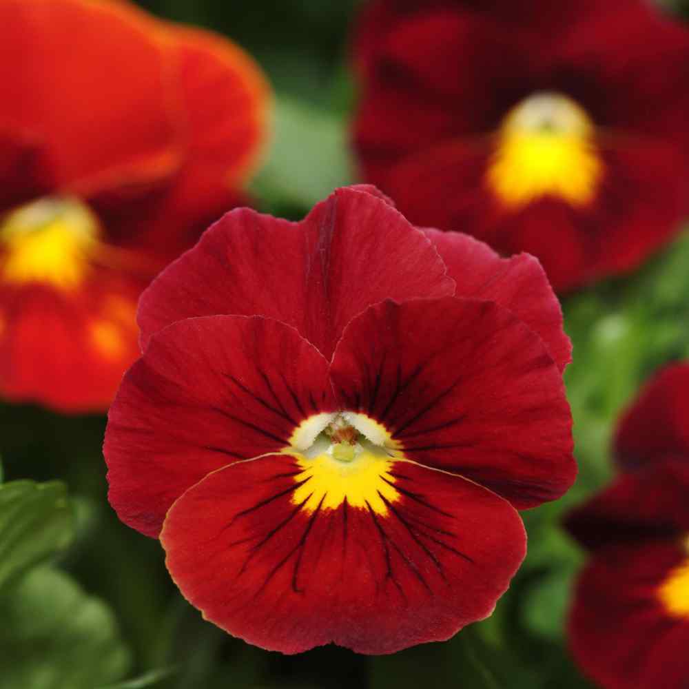Pansy Seed Scarlet Pansy Flower Seeds