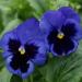 Viola Swiss Giants Ullswater Flower