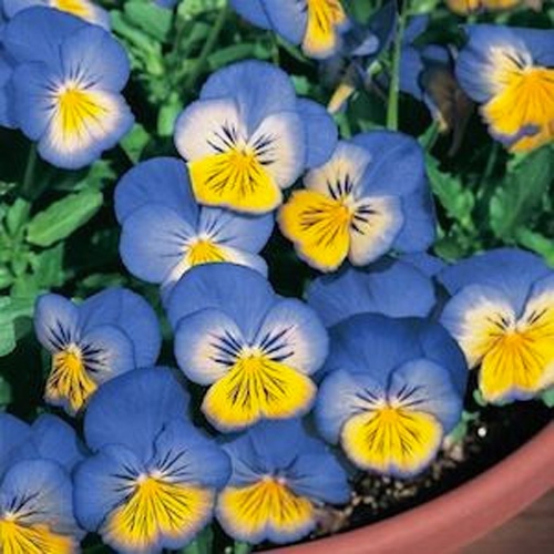 Pansy Seeds Pansy Ultima Morpho Flowers