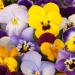 Pansy Swiss Giants Velvet Flower Mix