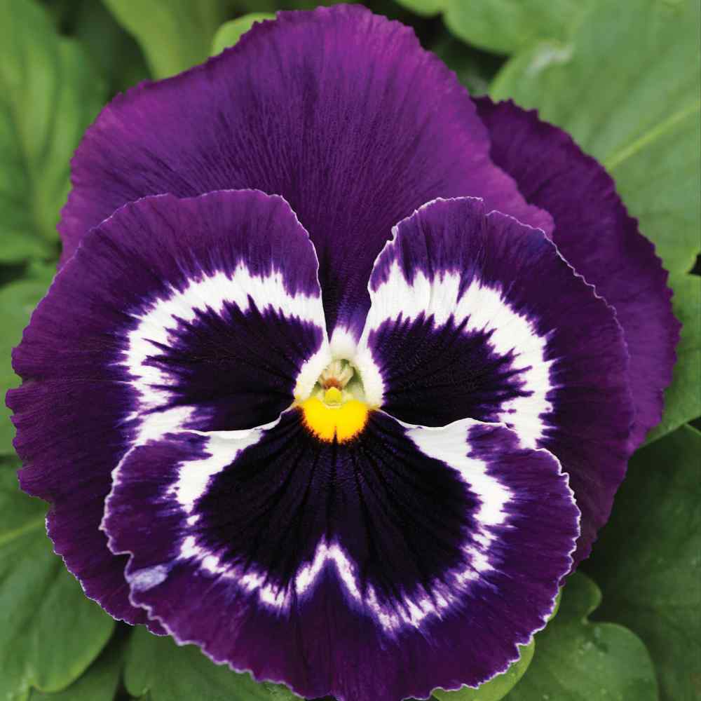 Pansy Mammoth Viva La Violet Flowers