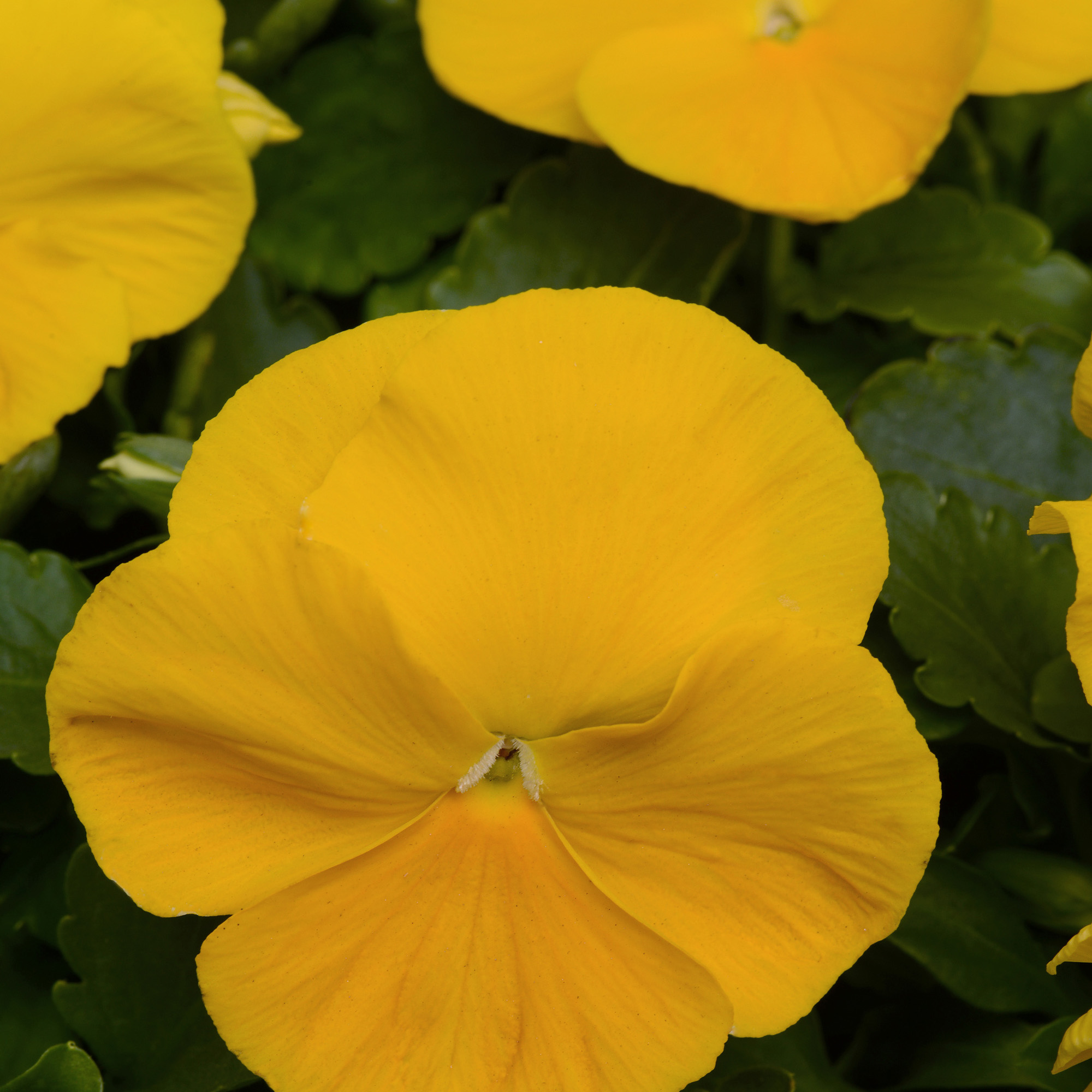 Viola Clear Crystals Yellow Flowers