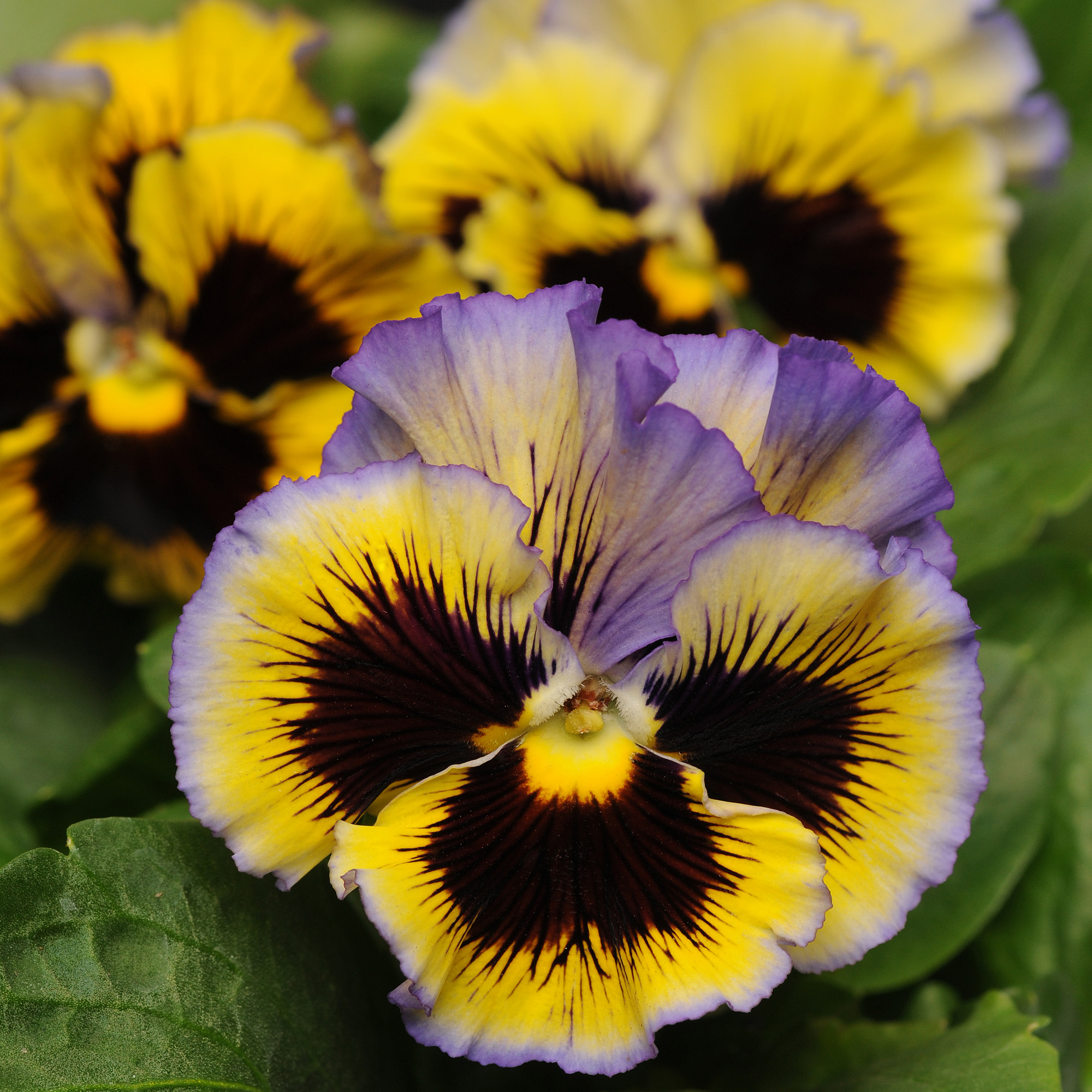 Pansy Frizzle Sizzle Yellow/Blue Swirl Flowers