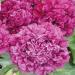 Peony Seeds Purple