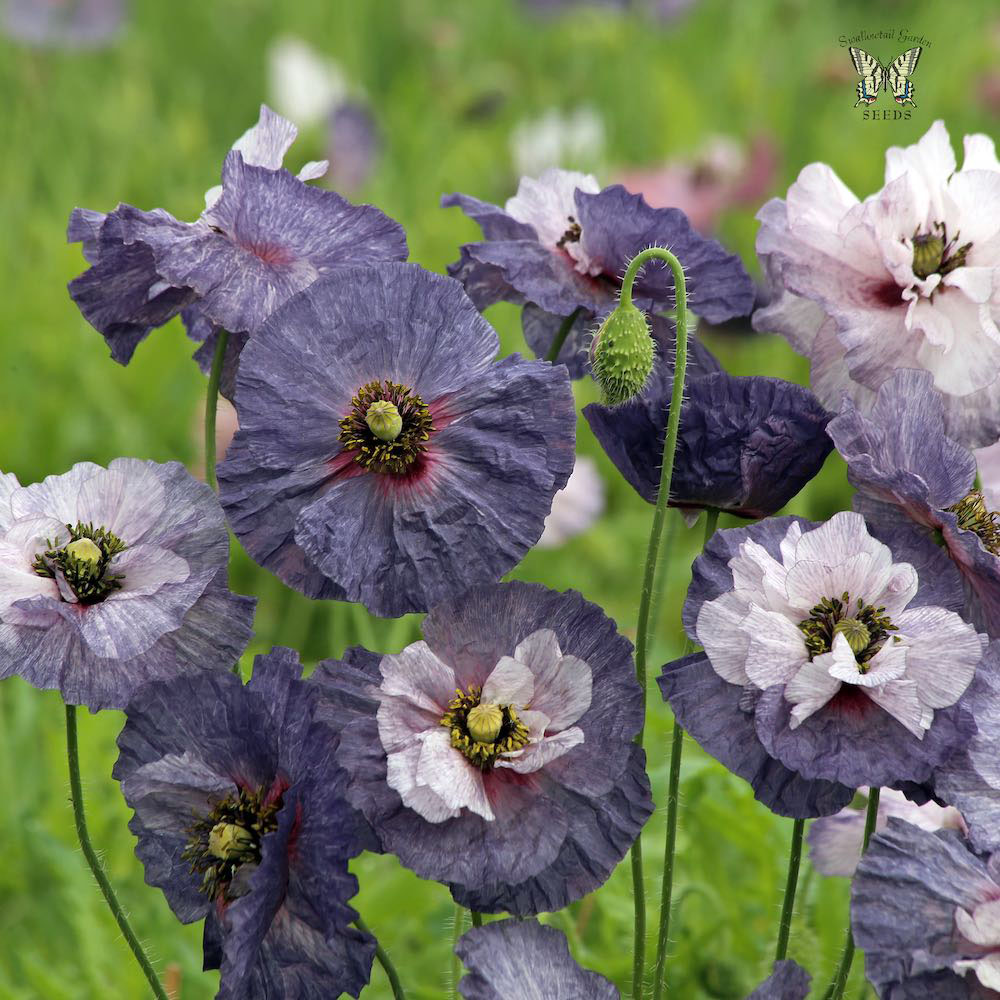 Amazing Grey Papaver Poppy Seeds