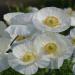 Poppy Bridal Silk Garden Flowers