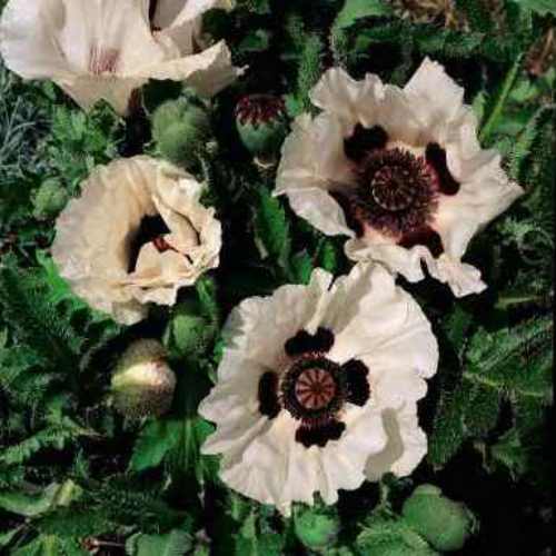 Poppy Orientale Checkers Flowers