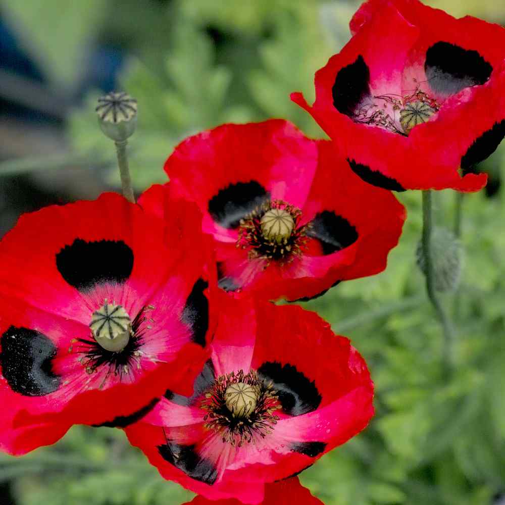 Lady Bird Poppy Seeds Red Poppies Flower Seed 