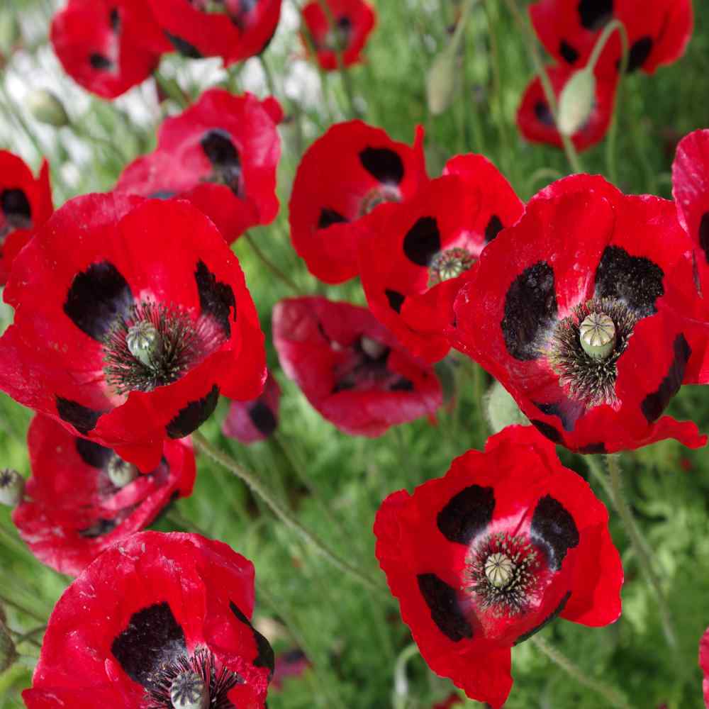 Poppy Ladybird