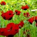 Lady Bird Poppy Seeds - Red Poppies Flower Seed