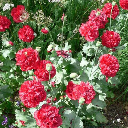 Peony Seeds Red