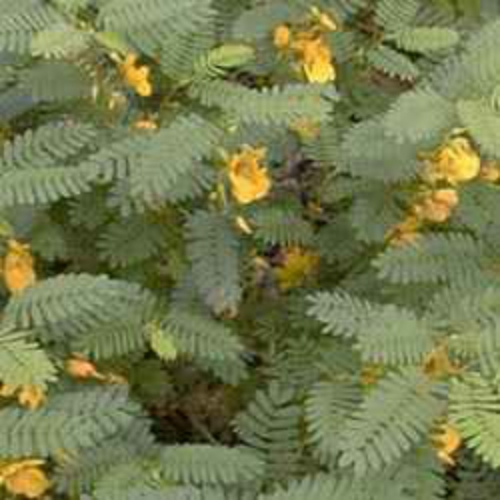 Abutilon