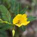 Partridge Pea Plant