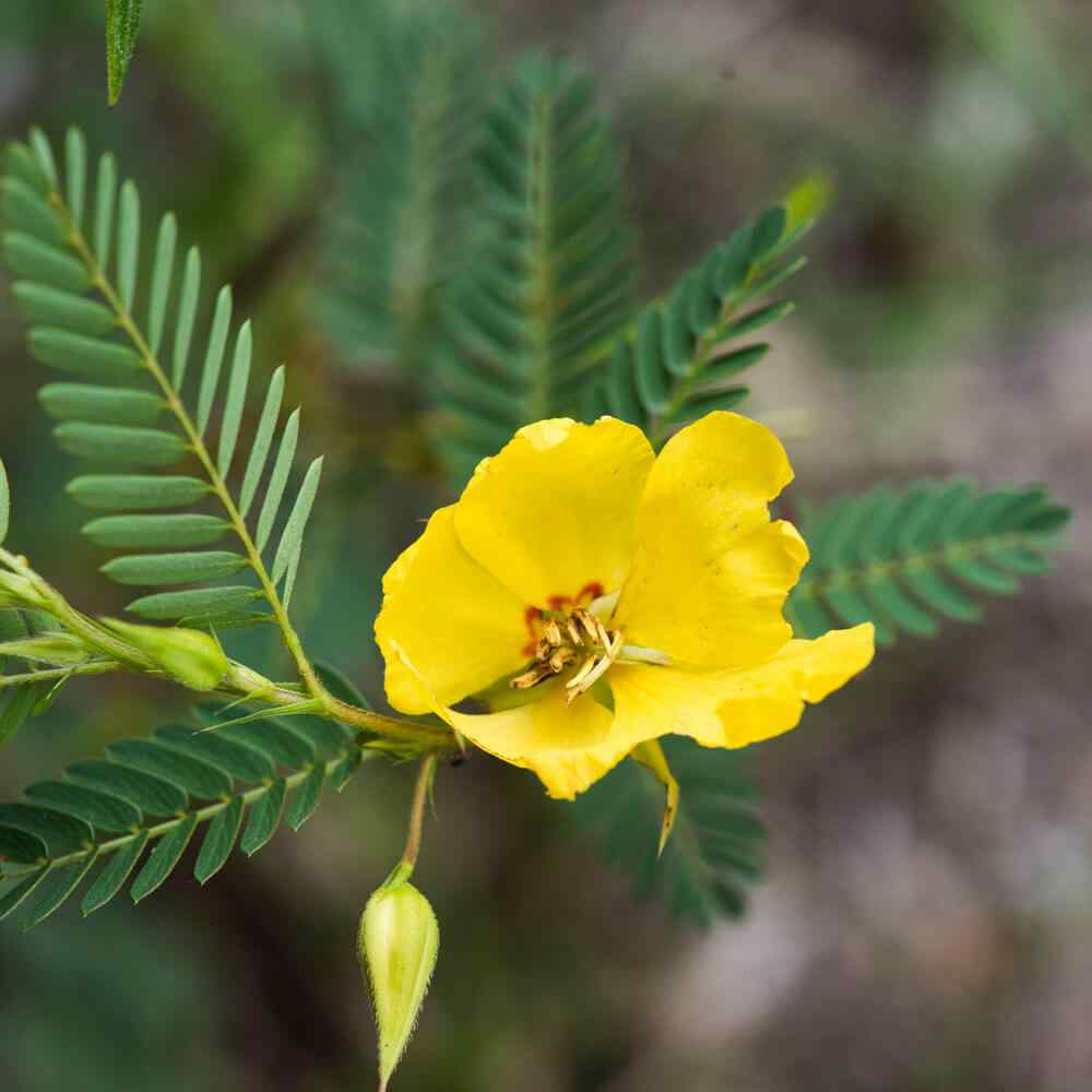 Partridge Pea Seeds