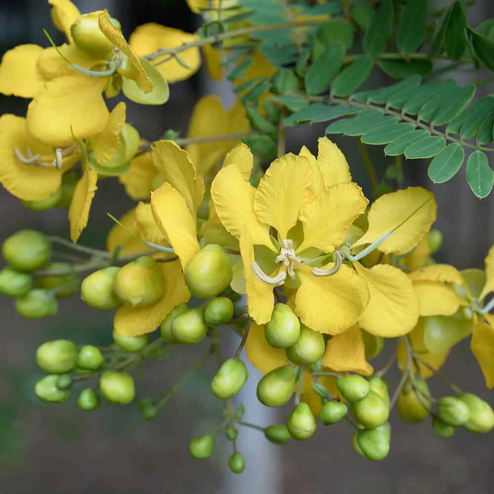 Partridge Peas Are...