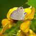 Partridge Pea Cover Crop