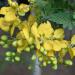 Partridge Pea Honey Plant