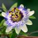 Passion Flower