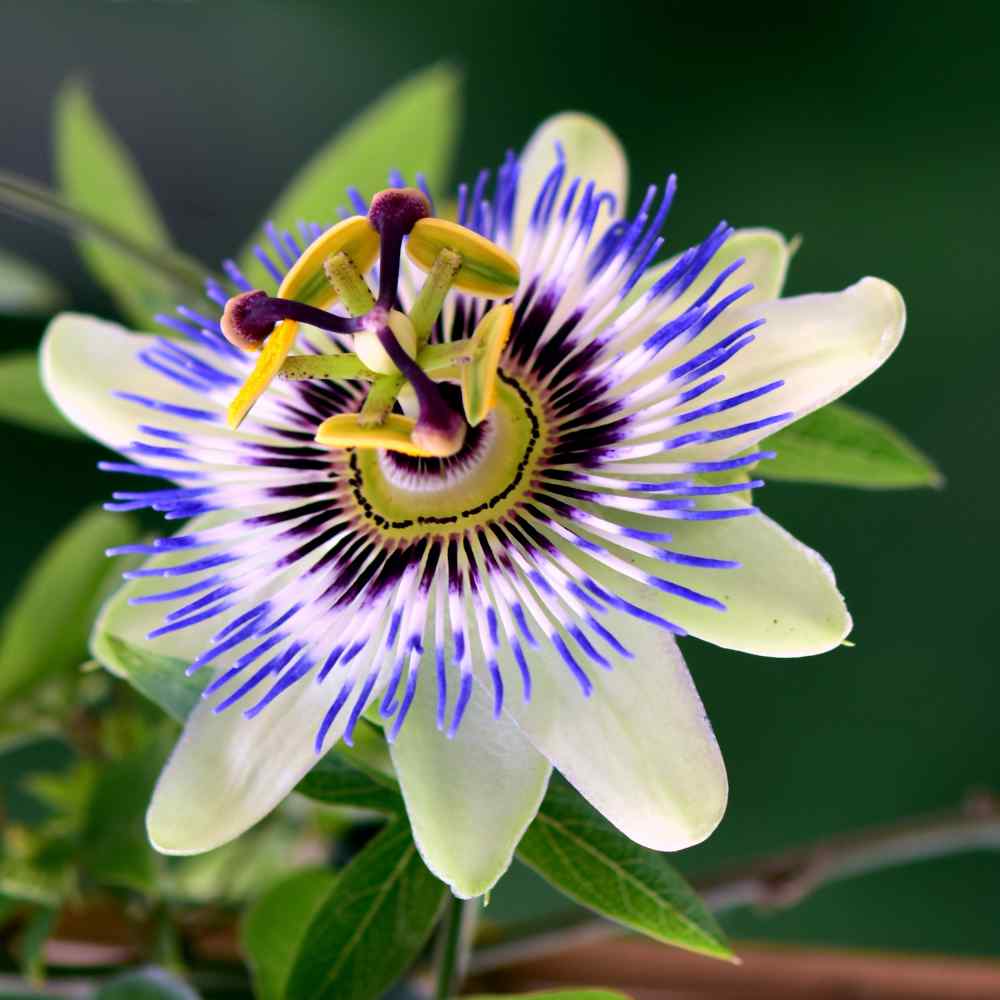 Passion Flower Seeds Passiflora Caerulea Flower Seed