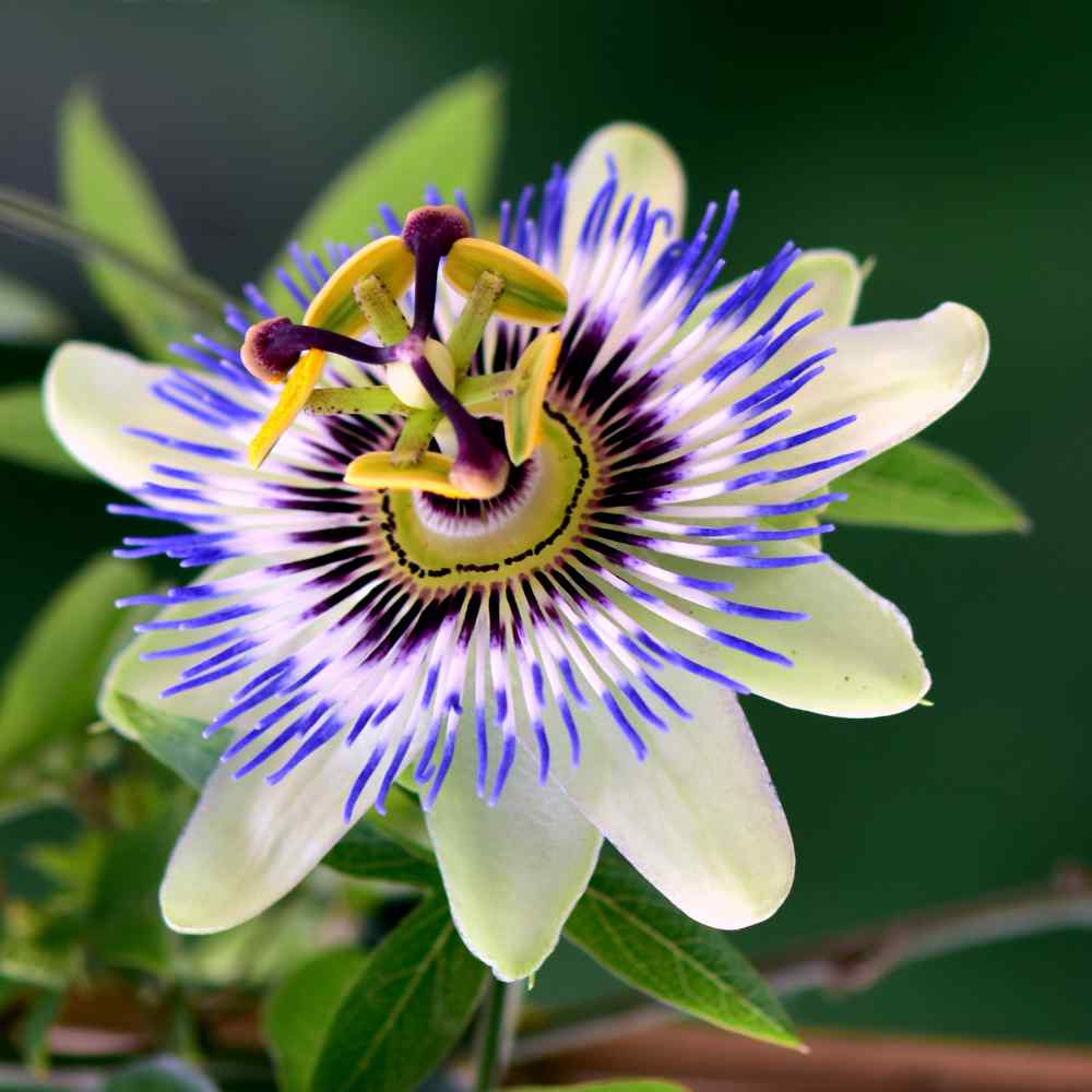 Passion Flower Seeds - Passiflora Caerulea Flower Seed