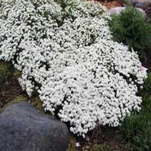 Candytuft Groundcover Seed