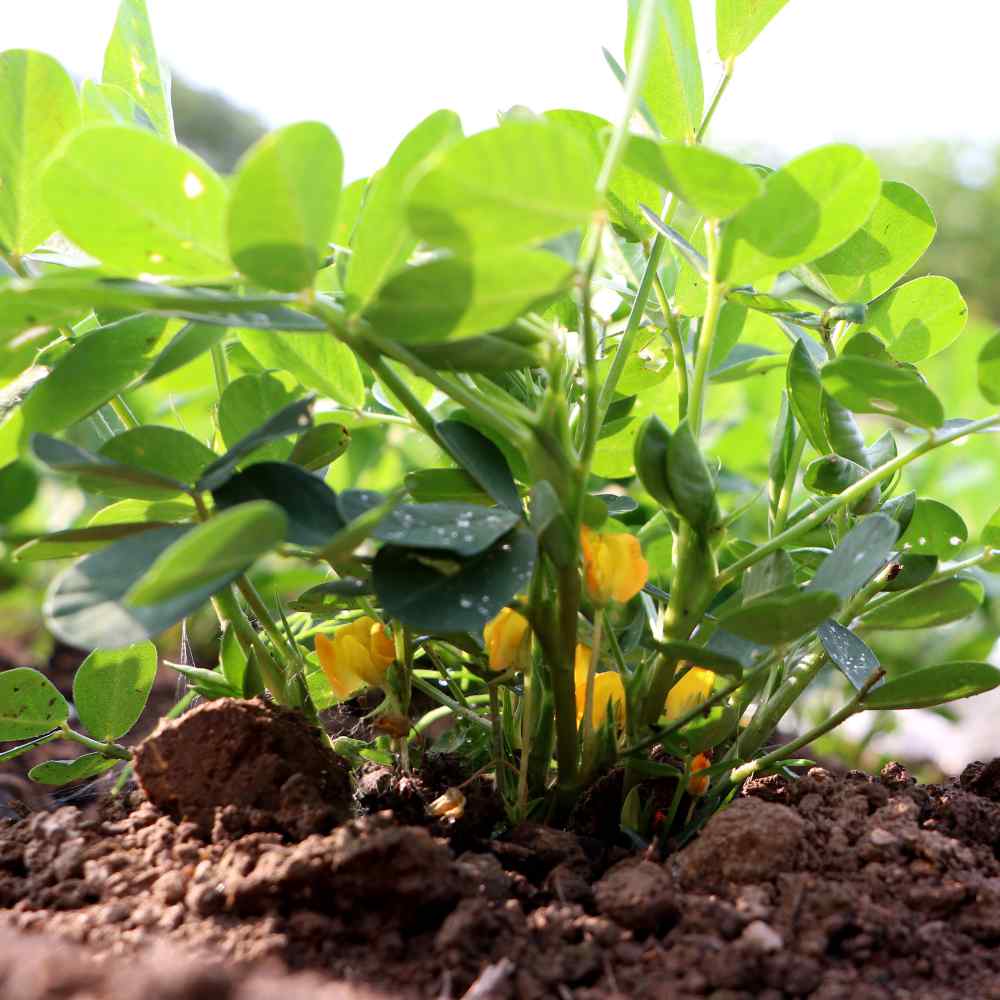 Arachnis Peanut Plant Seed