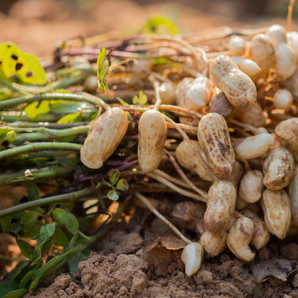 Peanut Plant Seed