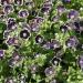 Pennie Black Nemophila Flowers