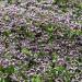 Penny Black Nemophila Garden Flower