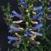 Penstemon Electric Blue Flowers