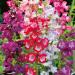 Penstemon Hartwegii Flower Seed Mix