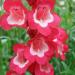 Penstemon Scarlet Queen Plants