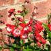 Penstemon Hartwegii Scarlet Queen Plants