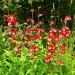 Penstemon Scarlet Flowering Plants