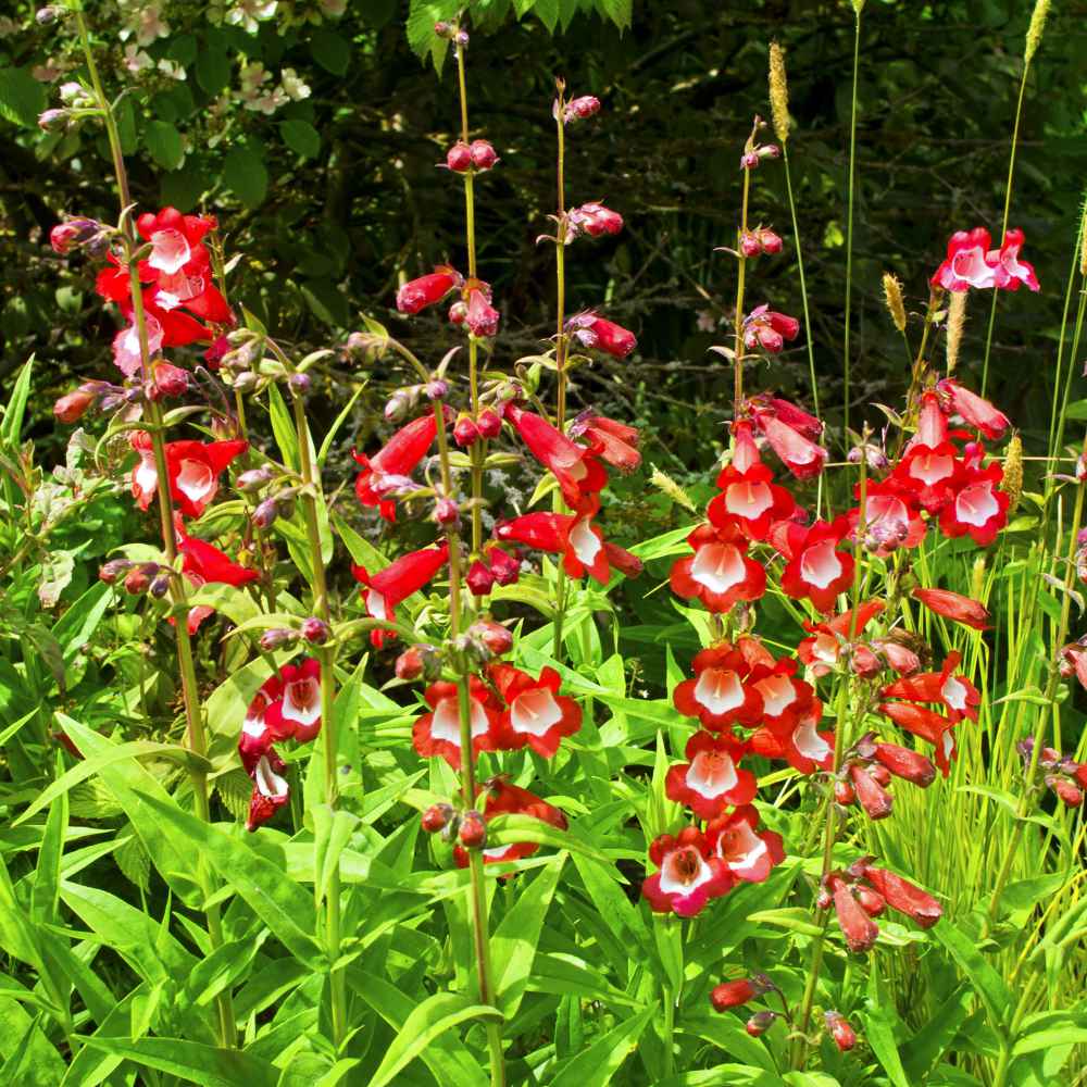 Penstemon Scarlet Flowering Plants