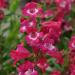 Penstemon Scarlet Queen Flowers