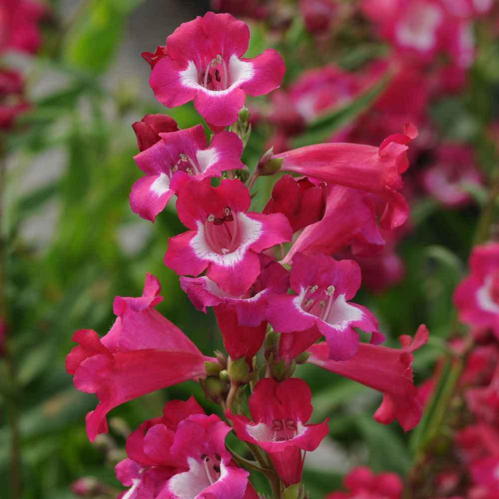 Beautiful Upright Flower