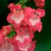 Penstemon Hartwegii Scarlet Queen Flowers